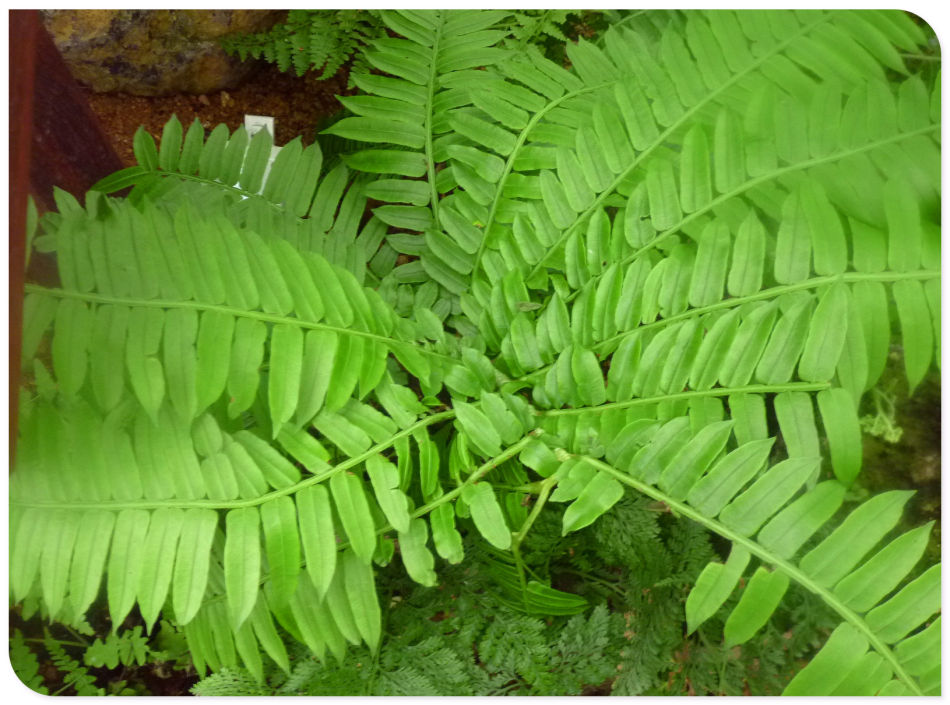 P1060242 你见过见血封喉吗?辰山植物园~珍奇植物馆