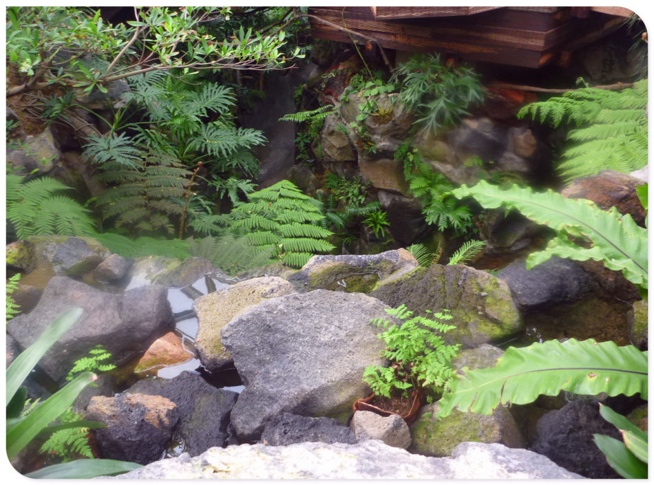 P1060244 你见过见血封喉吗?辰山植物园~珍奇植物馆