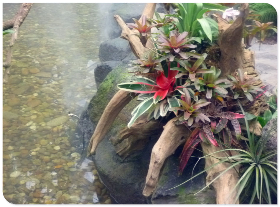 P1060234 你见过见血封喉吗?辰山植物园~珍奇植物馆