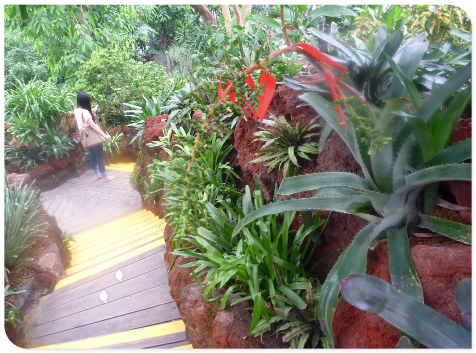 P1060250 你见过见血封喉吗?辰山植物园~珍奇植物馆