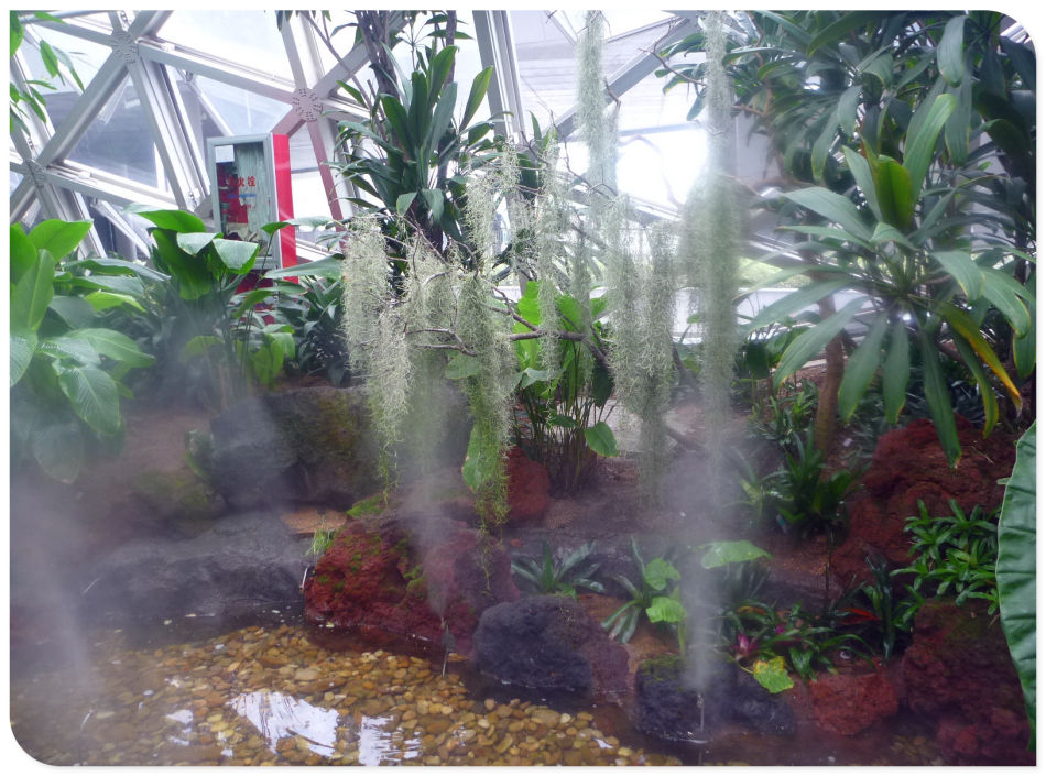 P1060252 你见过见血封喉吗?辰山植物园~珍奇植物馆