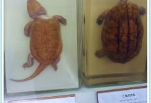 上海自然博物馆（八）两栖动物与鸟类-知道了吗？