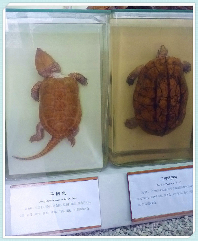 P1070691 上海自然博物馆(八)两栖动物与鸟类