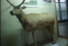 你知道四不像是我国特产动物吗？-知道了吗？