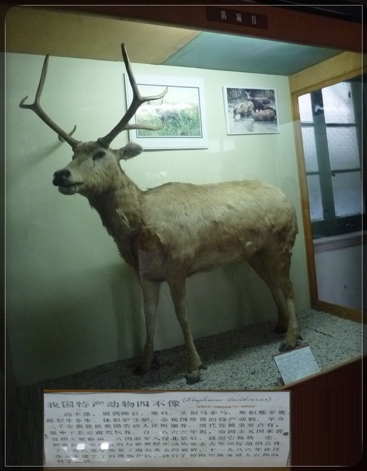 P1070709 你知道四不像是我国特产动物吗?