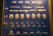 上海自然博物馆(四)人种的形成与古人类发展-知道了吗？