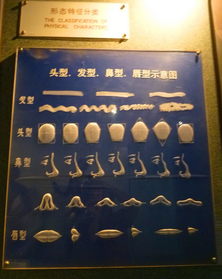 P1070593 上海自然博物馆(四)人种的形成与古人类发展