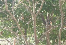 “寒”苞欲放-知道了吗?