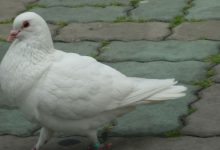 2012~祈祷平安-知道了吗？