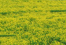 走进油菜花 触摸大自然-知道了吗?