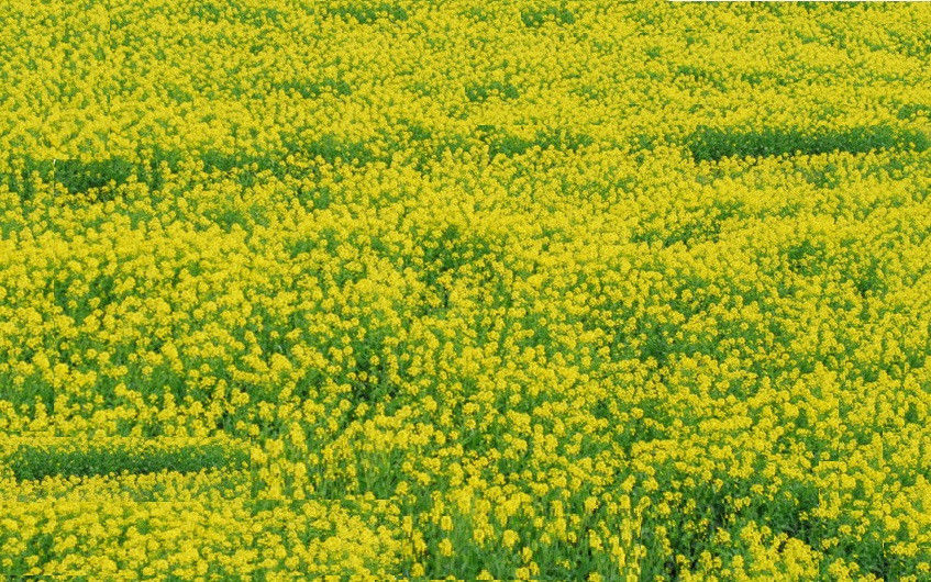 p1011465 走进油菜花 触摸大自然