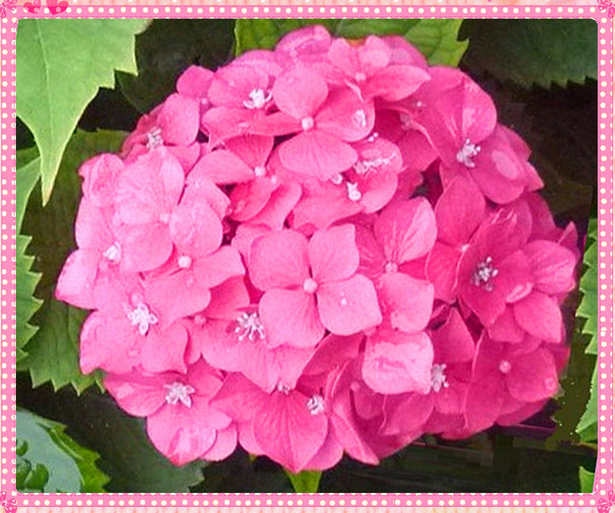 P1170031 我们的家园像花园~花园花朵更鲜艳