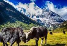 如果你恨一个人,就带Ta去稻城亚丁!-知道了吗?