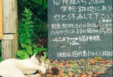 世界最怪的岛屿,被50000只猫咪霸占,这些猫岛就在日本~-知道了吗?