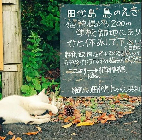 配图 世界最怪的岛屿,被50000只猫咪霸占,这些猫岛就在日本~
