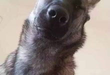 狗狗为什么喜欢盯着主人睡觉？-知道了吗？