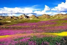 新疆8大花海，总有一个让你“沦陷”！-知道了吗？