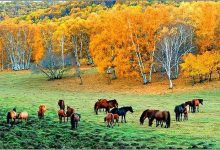 秋天那么美,我想去看看-知道了吗?