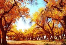 航拍内蒙古30万亩胡杨林,望一眼惊艳三生!-知道了吗?