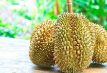 榴莲的味道，为什么这么臭？-知道了吗？