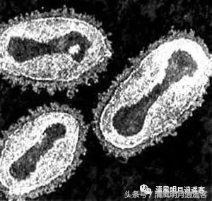 配图 天花:人类与疾病斗争中的唯一胜利