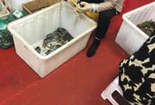 家乐福、沃尔玛、物美等超市出售假冒阳澄湖大闸蟹-知道了吗?