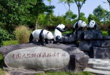 急skr人!出生一年还没名字 都江堰四只滚滚等你来取名-知道了吗?