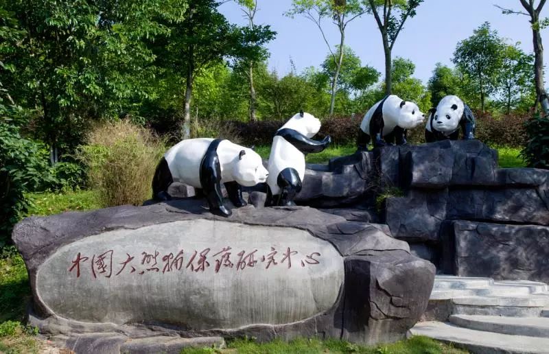 急skr人！出生一年还没名字 都江堰四只滚滚等你来取名