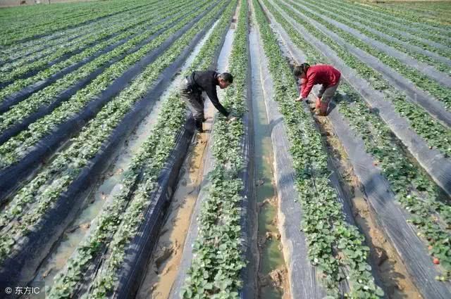 农村种植大户出现“退租”潮，现在种地真的不赚钱吗？
