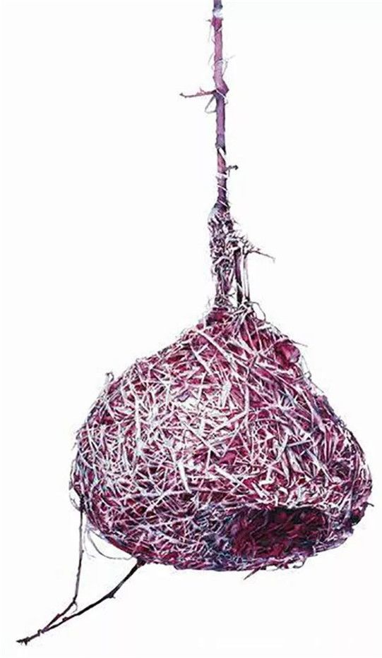 苹果：董枫2005-2018作品展