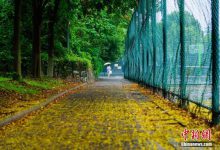 三峡大学栾树花雨后飘落 道路变身黄金大道(图)-知道了吗？
