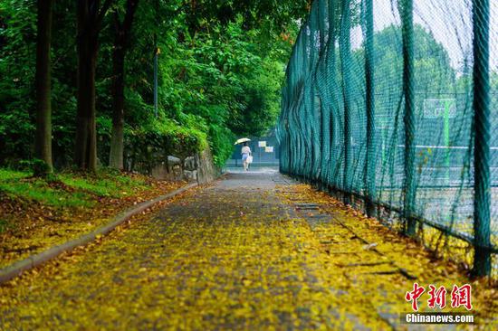 三峡大学栾树花雨后飘落 道路变身黄金大道(图)