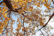 一到秋天,北京又又又美成了北平!-知道了吗?