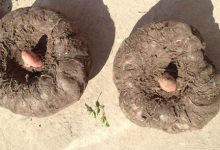 减肥食品魔芋,为啥吃多了也不胖?-知道了吗?