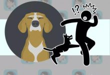 男孩被狗咬后去世：明明打了疫苗，为何还会得狂犬病？-知道了吗？