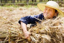 国庆节过后，“三座大山”让农民乐不起来-知道了吗？