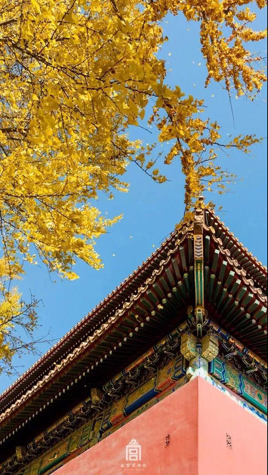 配图 故宫的秋,是一场风花雪月!
