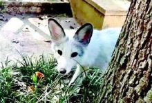 武大网红白狐被撞身亡 学生:它是学校吉祥物-知道了吗?