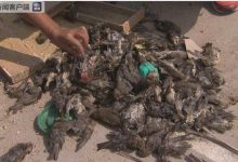 为什么近十万只候鸟,差一点没有活着飞过天津-知道了吗?