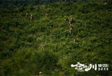 《金刚川》回望历史铭记英雄风骨 CINITY等多版本同步发行集结献映-知道了吗?